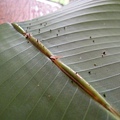 Tropic Wings_蟲_9_1.JPG