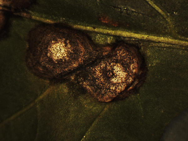 3.植株病害_2_Fungus_1 (11).png