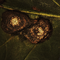 3.植株病害_2_Fungus_1 (11).png