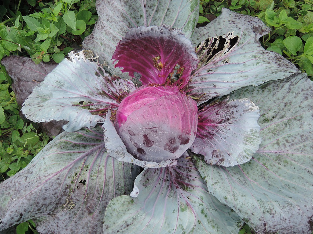 Cabbage_Fiji Farmer_Ratu Nanqina Naleba_Nadala_20150604 (1).jpg