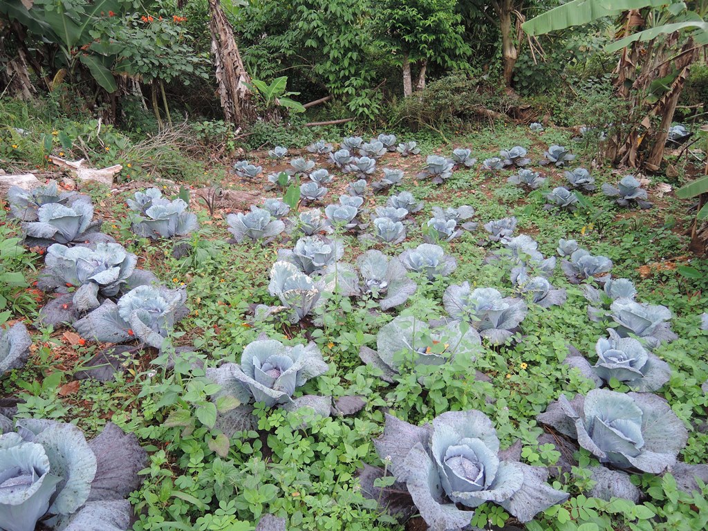 Cabbage_Fiji Farmer_Ratu Nanqina Naleba_Nadala_20150604 (3).jpg