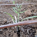 Introduce of Drip Irrigation_Sunny_06.JPG