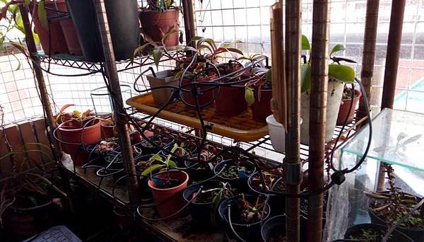 Drip Irrigation_Nepenthes_9.jpg