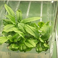 In Vitro Nep Seed Germination_11.jpg