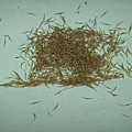 In Vitro Nep Seed Germination_1.jpg