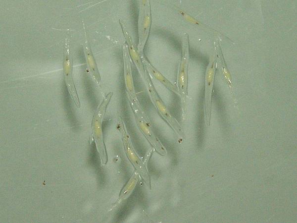 In Vitro Nep Seed Germination_3.jpg