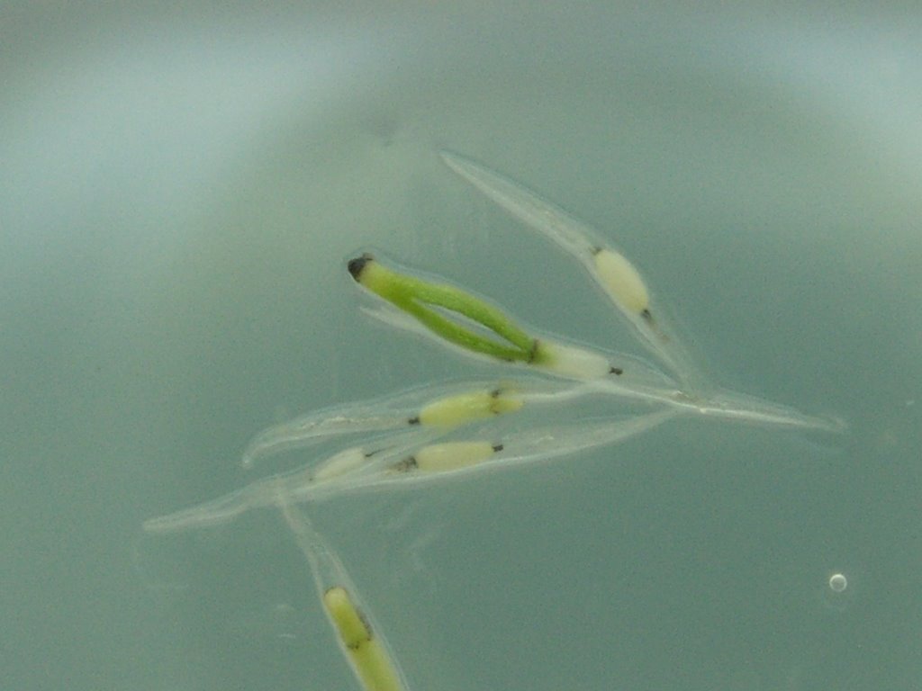 In Vitro Nep Seed Germination_5.jpg