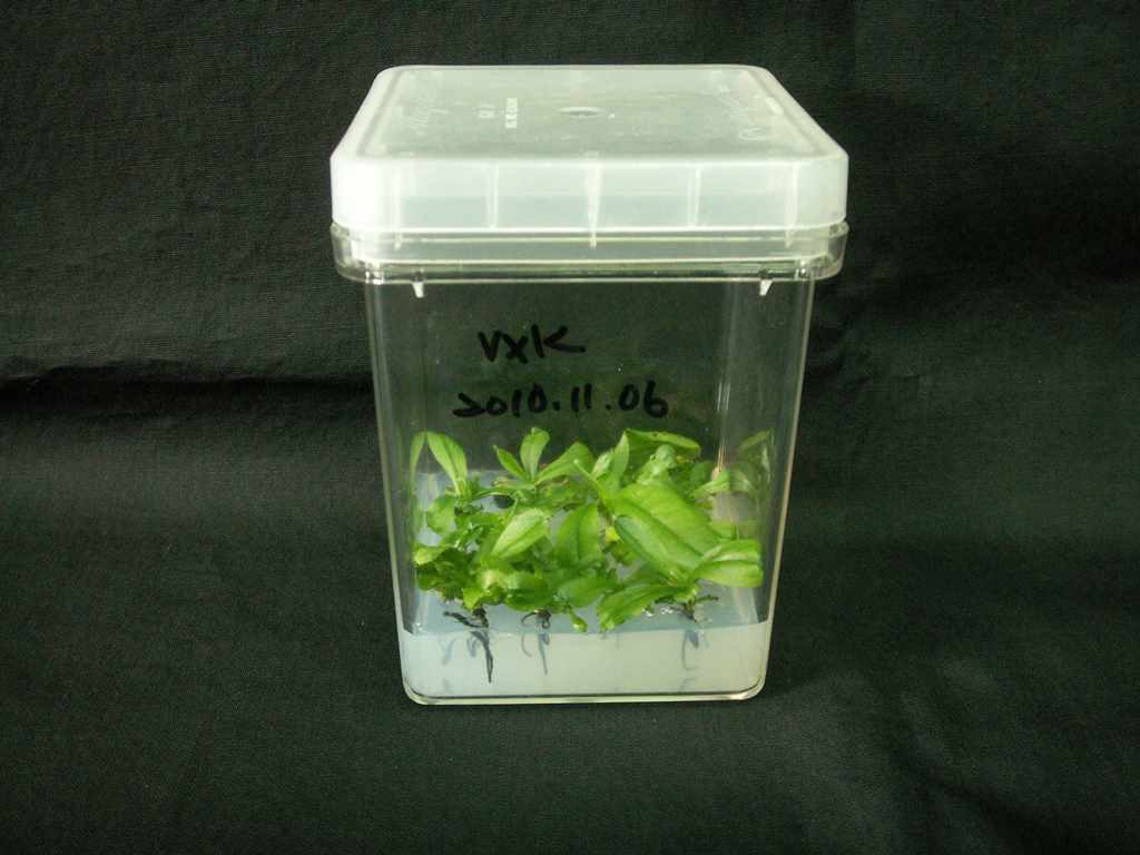 In Vitro Nep Seed Germination_10.jpg