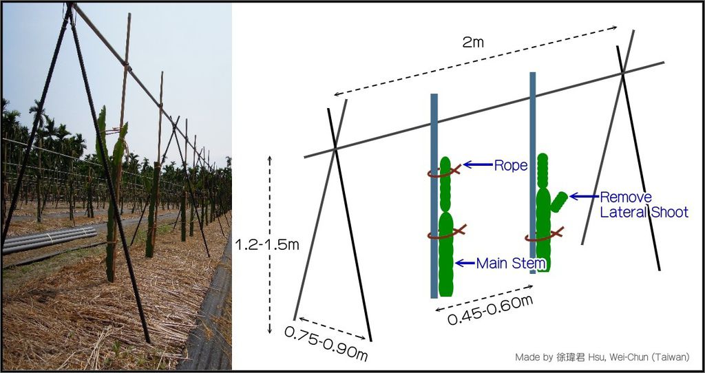 圖-A型排架式整枝_英文.jpg