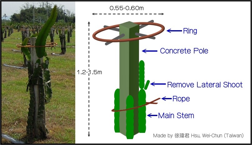 單樁式整枝_英文.jpg