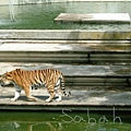 tiger in Madrid ZOO