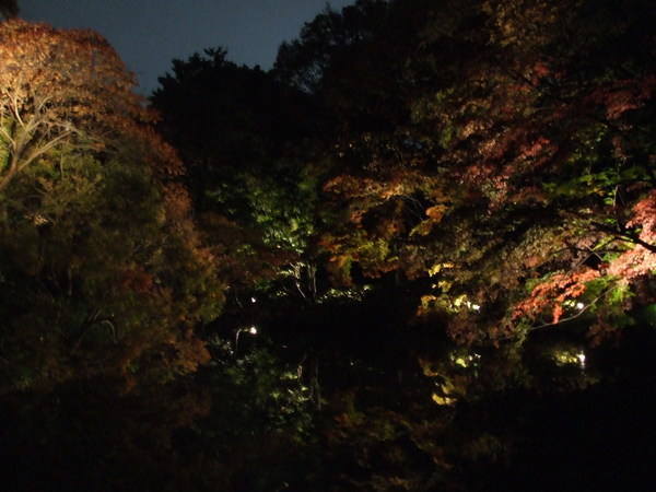 六義園的夜景