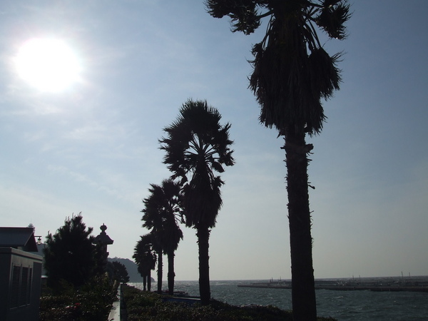 通往江之島的橋上有一排椰子樹