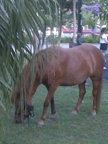 cute pony at the Lover River bank