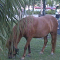 cute pony at the Lover River bank