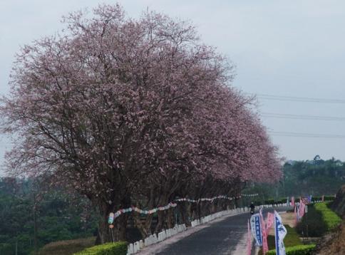å°å—ç¸£çƒå±±é ­æ°´åº« ç¾Šè¹„ç