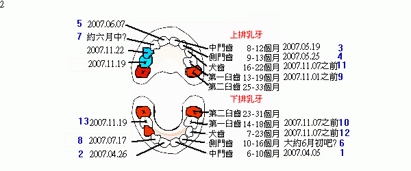 乳牙生長順序