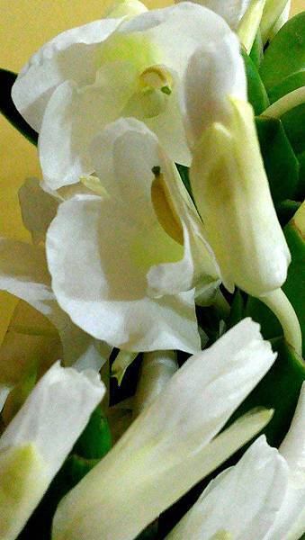 野薑花 野薑花