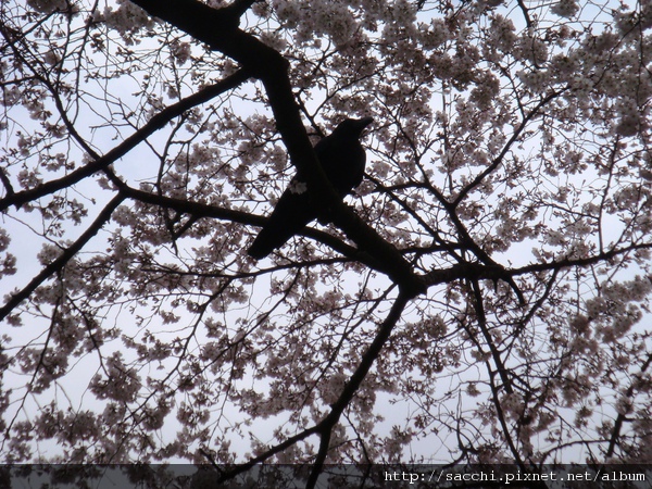 カラスと桜