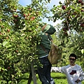 Apple Picking!