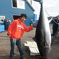 blue fin tuna