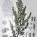 Artemisia_absinthium_xxiib.JPG