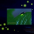 firefly