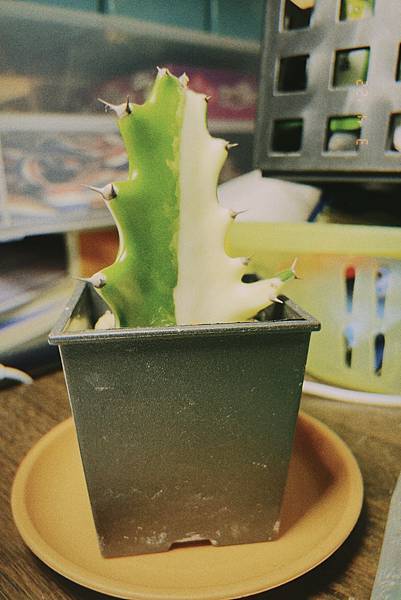 IMG_9942.JPG IMG_9942.JPG