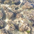 海膽窩