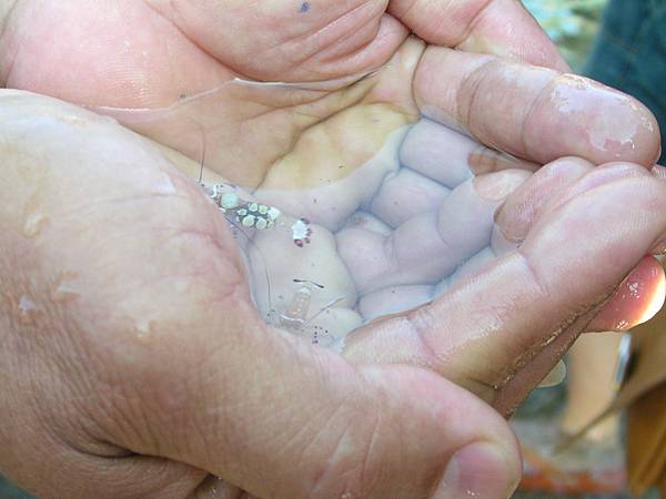 與海葵共生的海葵蝦