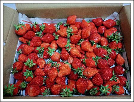 草莓1-1