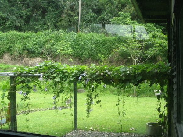 外廚房連接到後院，遮陽棚架有西方庭院味道，牽牛花垂垂