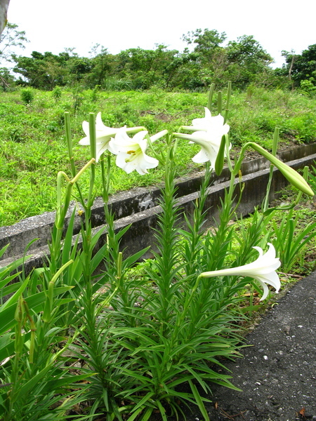 野百合的季節裡，路邊樹下隨處可見