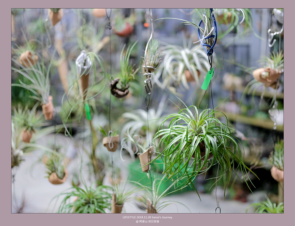 阿里山初日 初日民宿 嘉義阿里山民宿 民宿推薦 阿里山民宿 阿里山住宿 嘉義住宿 Saisai%5Cs Journey17.png 阿里山初日 初日民宿 嘉義阿里山民宿 民宿推薦 阿里山民宿 阿里山住宿 嘉義住宿 Saisai%5Cs Journey17.png