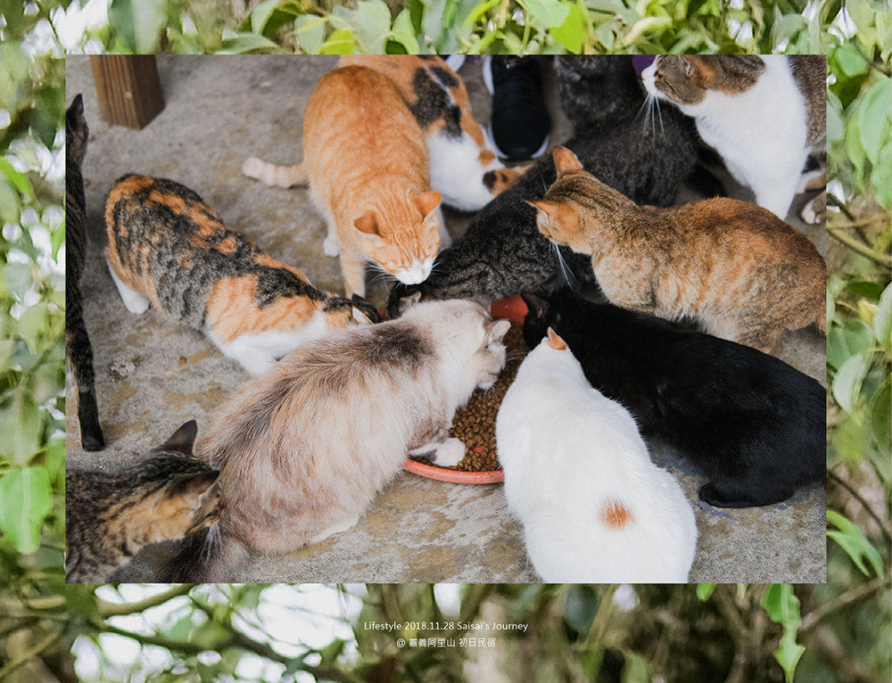 阿里山初日 初日民宿 嘉義阿里山民宿 民宿推薦 阿里山民宿 阿里山住宿 嘉義住宿 Saisai%5Cs Journey25.png 阿里山初日 初日民宿 嘉義阿里山民宿 民宿推薦 阿里山民宿 阿里山住宿 嘉義住宿 Saisai%5Cs Journey25.png