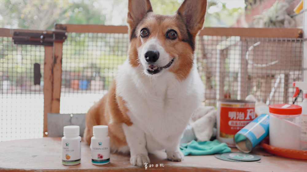 愛寶 寵物保健食品 aipowspro 寵物呼吸道保健品 優呼寶 睛亮寶 寵物眼睛保健品 賽的日札_-19.png 愛寶 寵物保健食品 aipowspro 寵物呼吸道保健品 優呼寶 睛亮寶 寵物眼睛保健品 賽的日札_-19.png