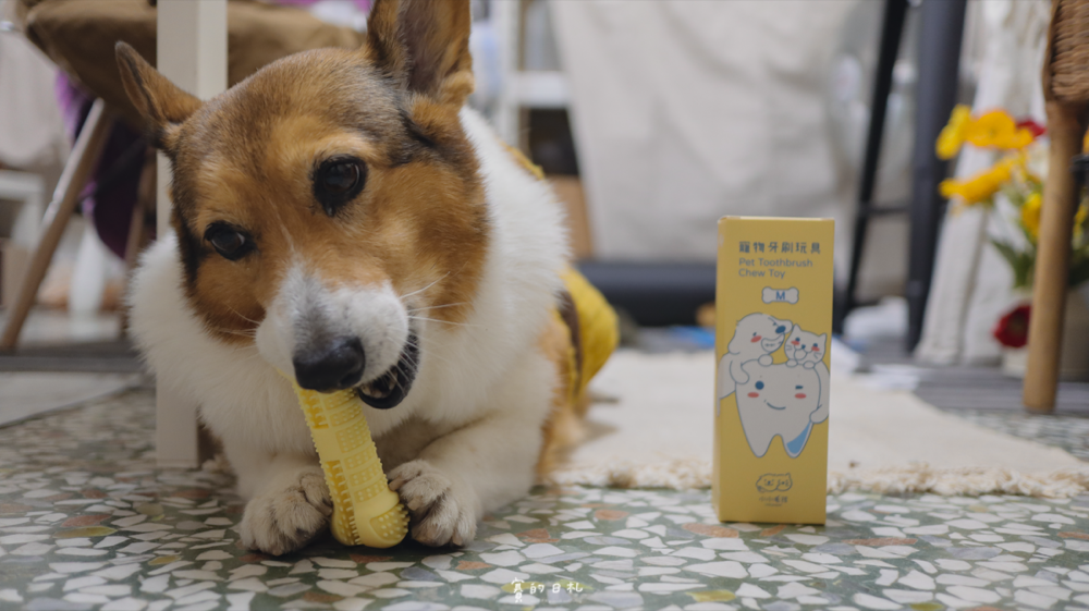 小小毛孩 寵物牙刷 開心刷牙玩具 寵物牙結石 狗狗牙結石 犬牙齒清潔 賽的日札 貝果-20.png 小小毛孩 寵物牙刷 開心刷牙玩具 寵物牙結石 狗狗牙結石 犬牙齒清潔 賽的日札 貝果-20.png