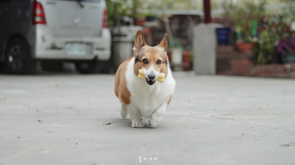 小小毛孩 寵物牙刷 開心刷牙玩具 寵物牙結石 狗狗牙結石 犬牙齒清潔 賽的日札 貝果-28.png