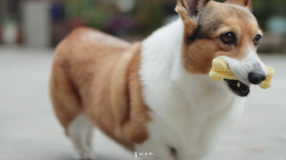 小小毛孩 寵物牙刷 開心刷牙玩具 寵物牙結石 狗狗牙結石 犬牙齒清潔 賽的日札 貝果-29.png