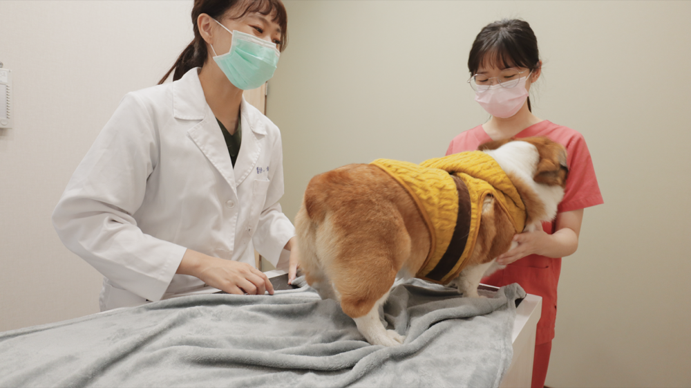 貝爾動物醫院 動物齒科 蔡佩倫醫師 寵物牙醫 寵物牙結石 寵物電腦斷層 賽的日札-15.png