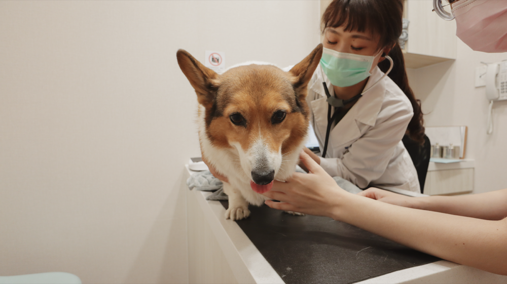 貝爾動物醫院 動物齒科 蔡佩倫醫師 寵物牙醫 寵物牙結石 寵物電腦斷層 賽的日札-18.png