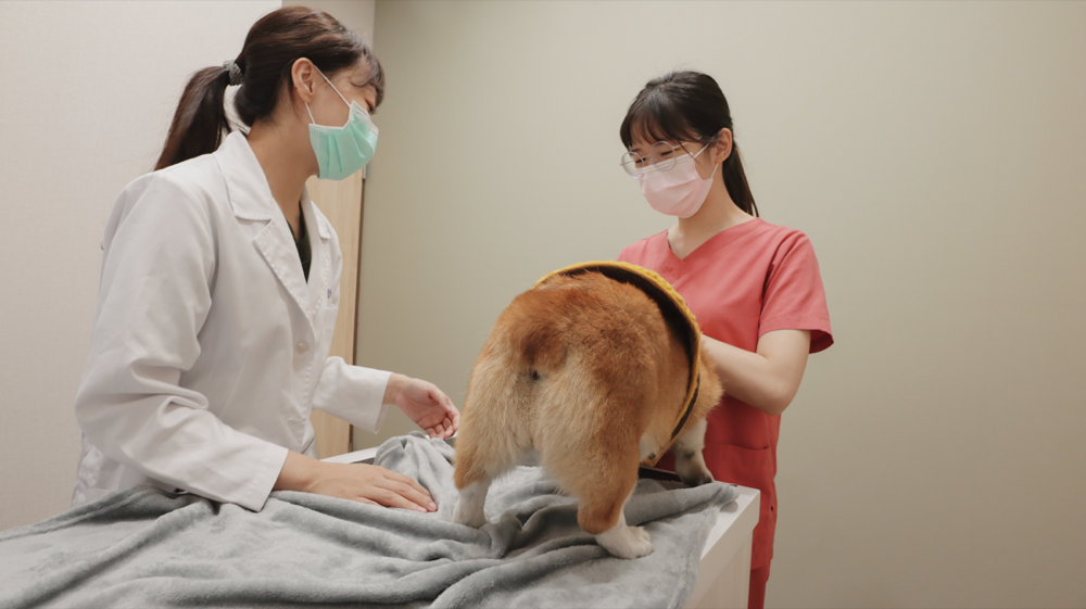 貝爾動物醫院 動物齒科 蔡佩倫醫師 寵物牙醫 寵物牙結石 寵物電腦斷層 賽的日札-17.png