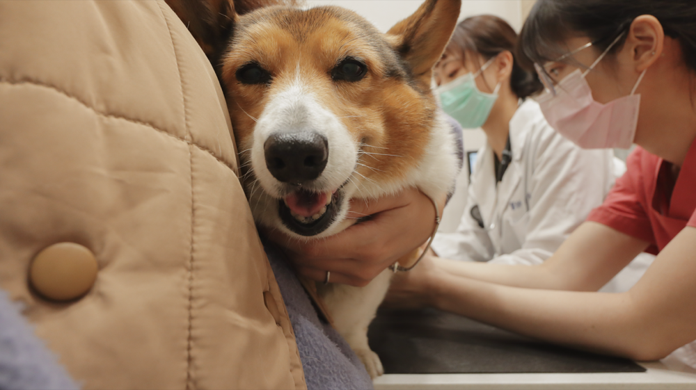 貝爾動物醫院 動物齒科 蔡佩倫醫師 寵物牙醫 寵物牙結石 寵物電腦斷層 賽的日札-22.png 貝爾動物醫院 動物齒科 蔡佩倫醫師 寵物牙醫 寵物牙結石 寵物電腦斷層 賽的日札-22.png