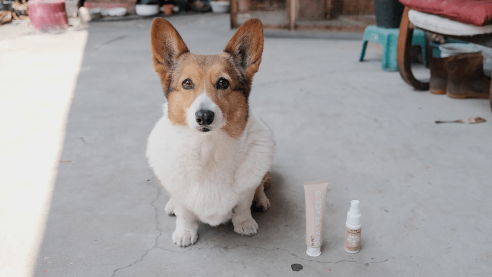 ORALPEACE 寵物牙膏 牙膏凝膠 天然有機植物配方 低敏 安全吞嚥 孕婦牙膏-16-min.png ORALPEACE 寵物牙膏 牙膏凝膠 天然有機植物配方 低敏 安全吞嚥 孕婦牙膏-16-min.png