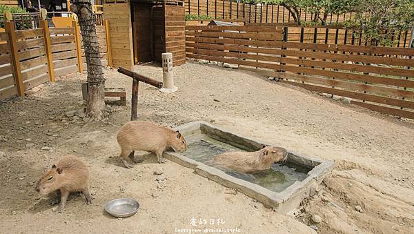 四重溪溫泉公園 墾丁新景點 親子友善 寵物餵食 水豚君