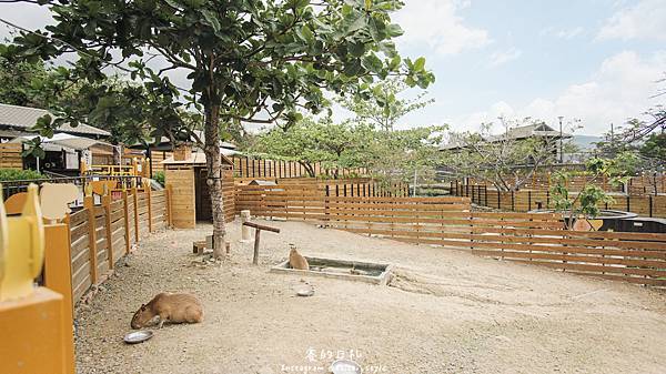 四重溪溫泉公園 墾丁新景點 親子友善 寵物餵食 水豚君