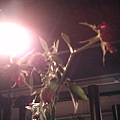 20100316-IMG_0105.JPG