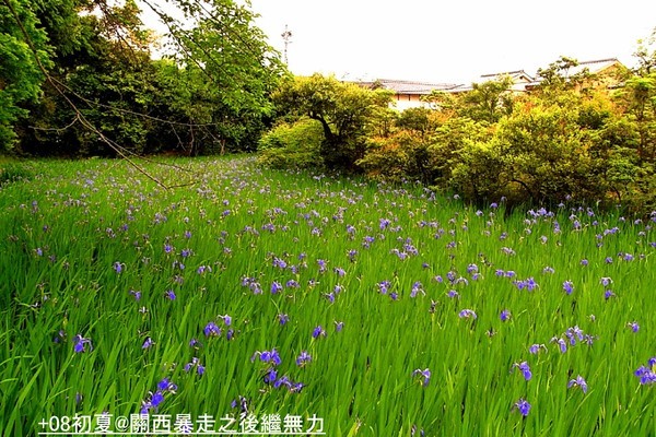 大田神社的鳶尾花