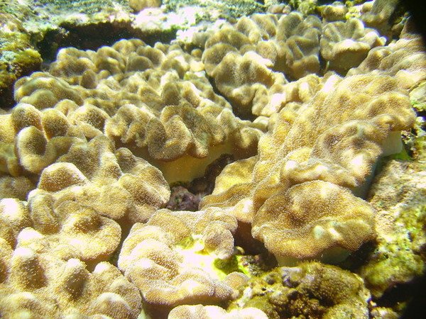 這種珊瑚很可愛 從上方撥水 珊瑚上的小毛就會抖抖