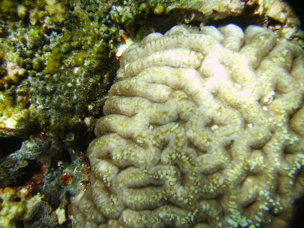 這種珊瑚長得很像人腦或腸子(噁)